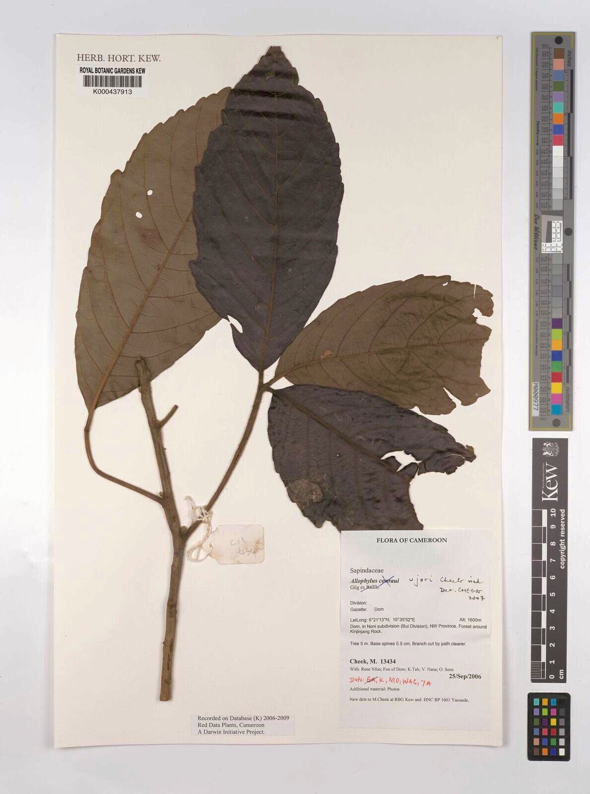 Allophylus ujori — houseplant care guide