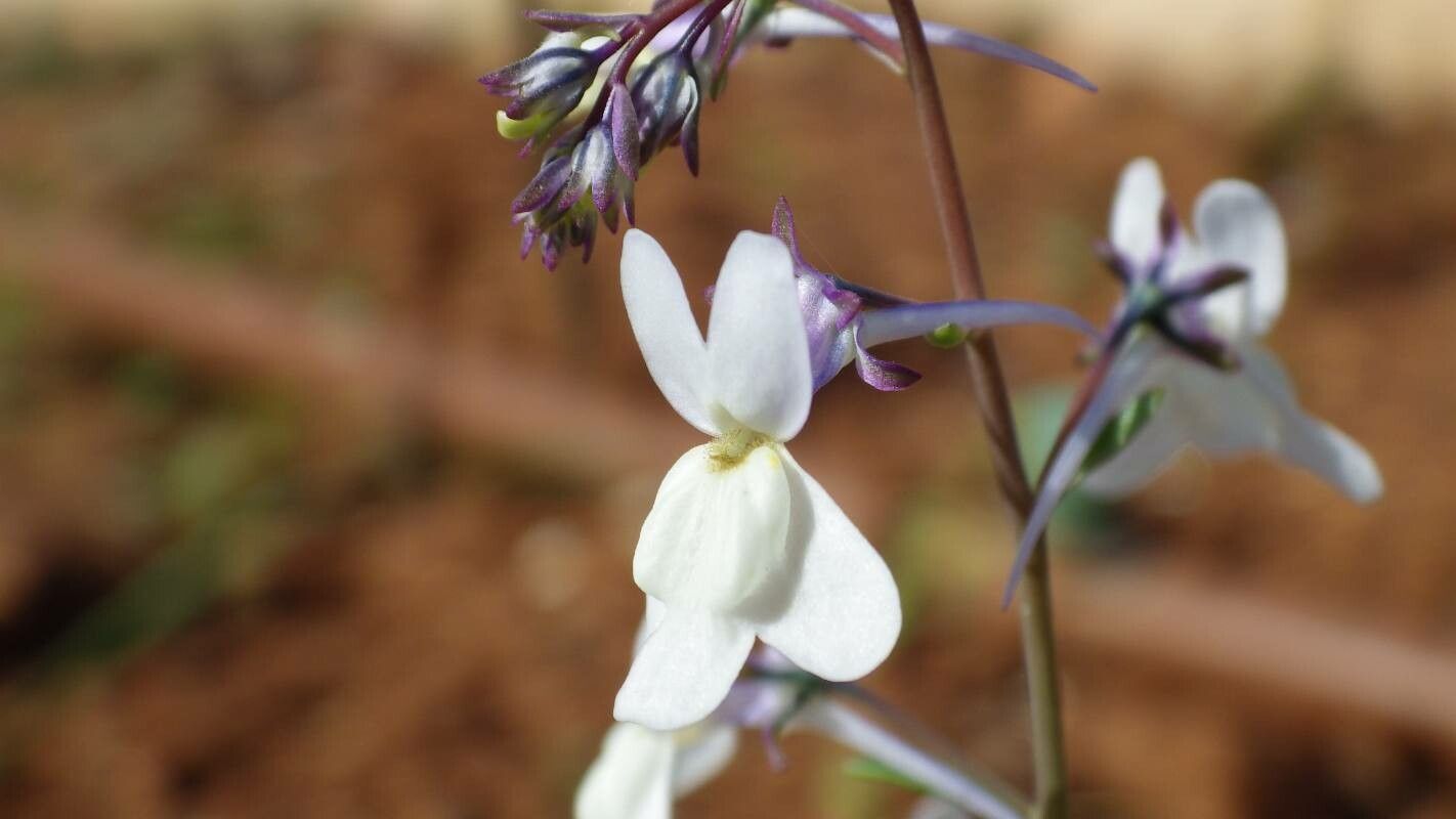 Linaria nigricans flower