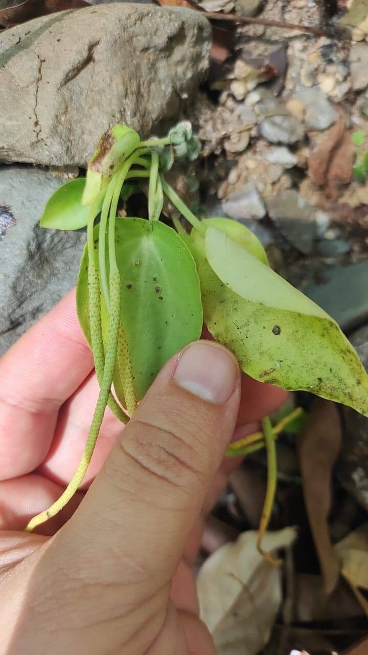Peperomia ciliolibractea leaf