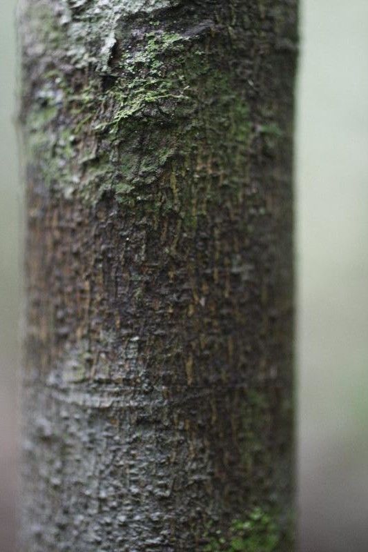 Rinorea amapensis bark