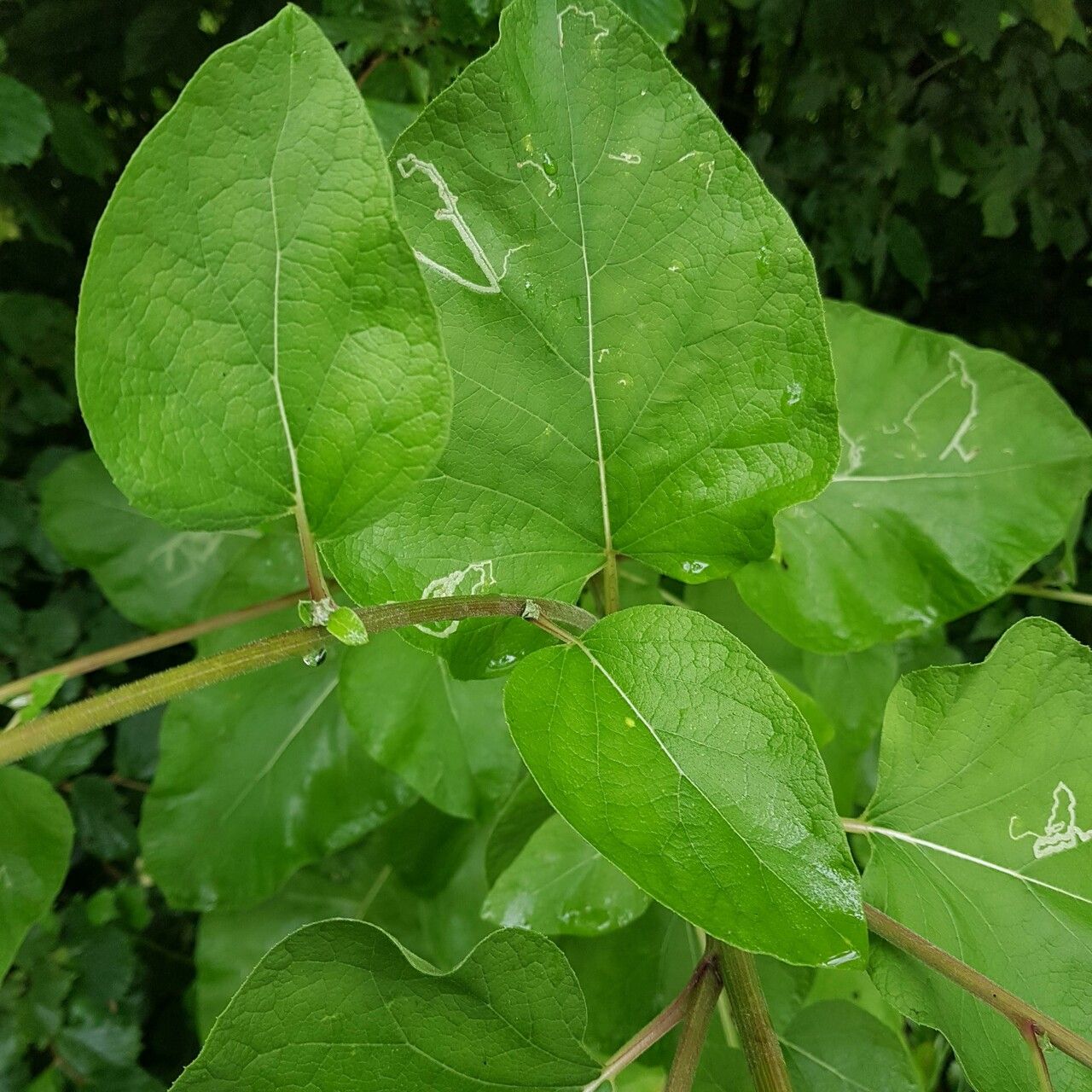 Arctium tomentosum leaf