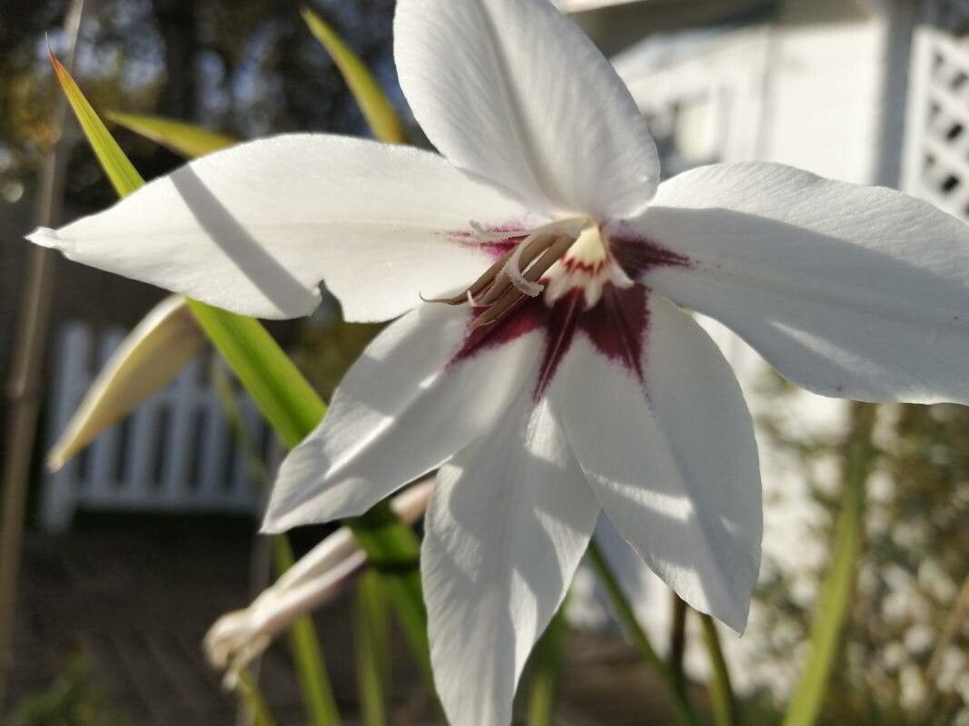 Gladiolus callianthus flower