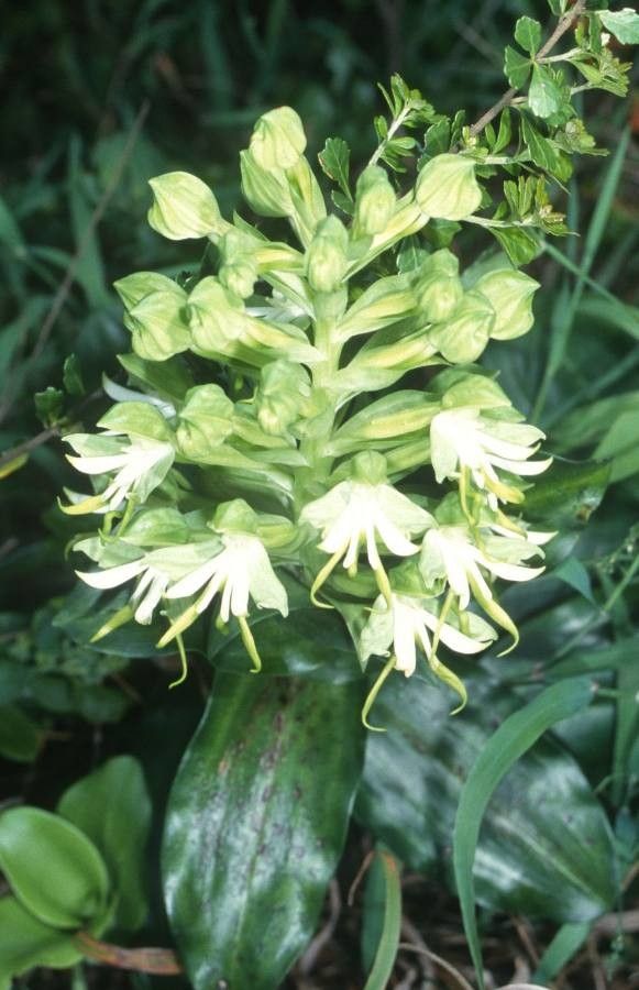 Bonatea steudneri flower