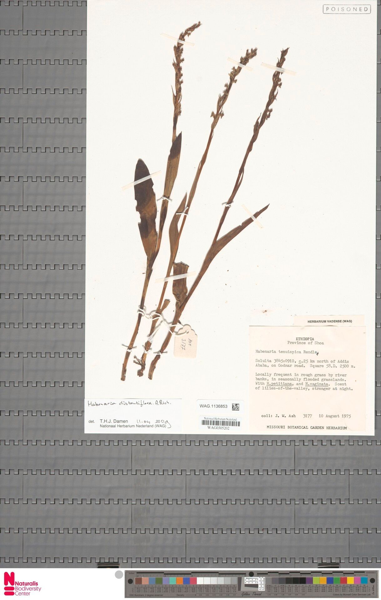 Habenaria distantiflora — houseplant care guide