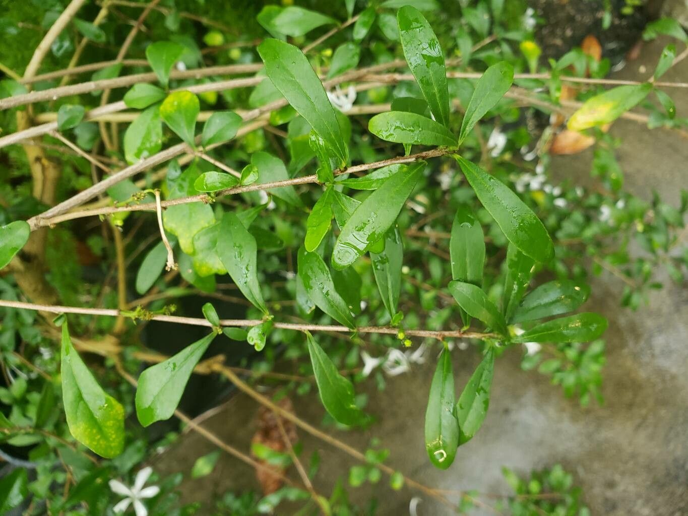 Turraea floribunda — houseplant care guide