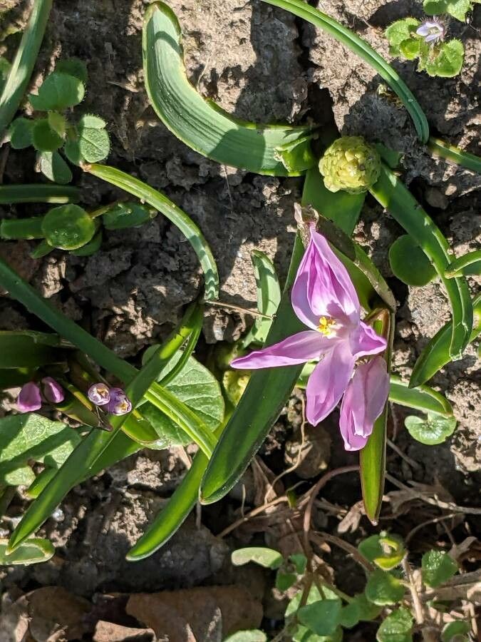 Chionodoxa forbesii — search result for 'Scilla'