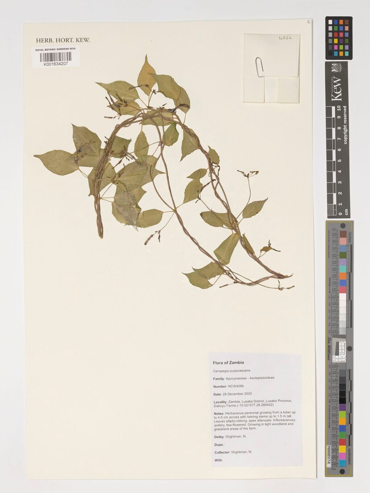 Ceropegia purpurascens — search result for 'Ceropegia'