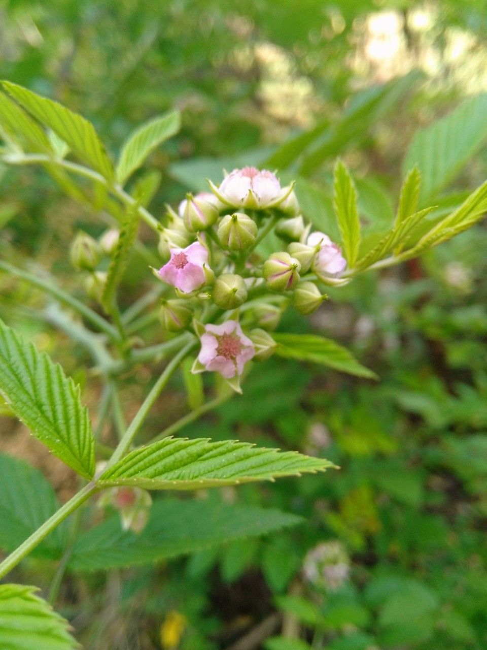 Rubus coreanus — houseplant care guide