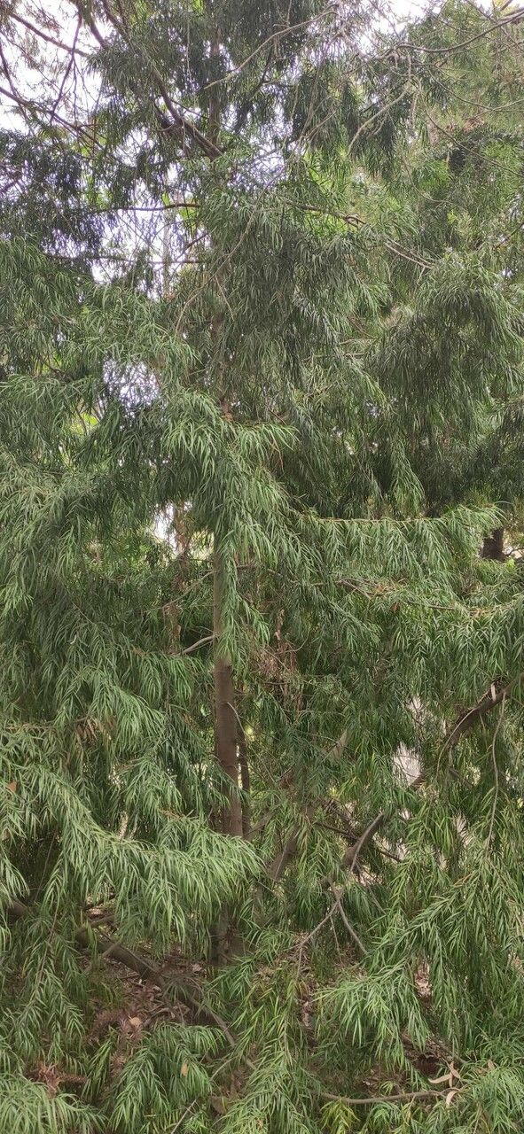 Afrocarpus gracilior habit