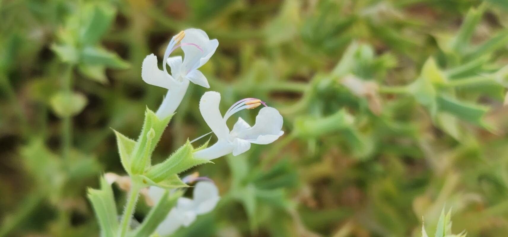 Salvia spinosa flower