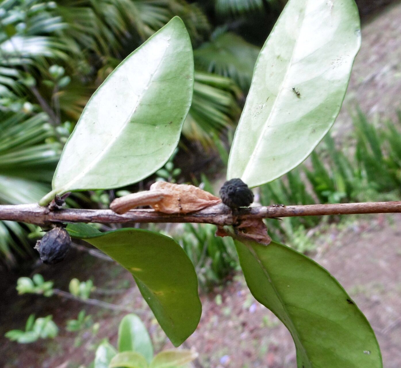 Coffea pocsii — houseplant care guide