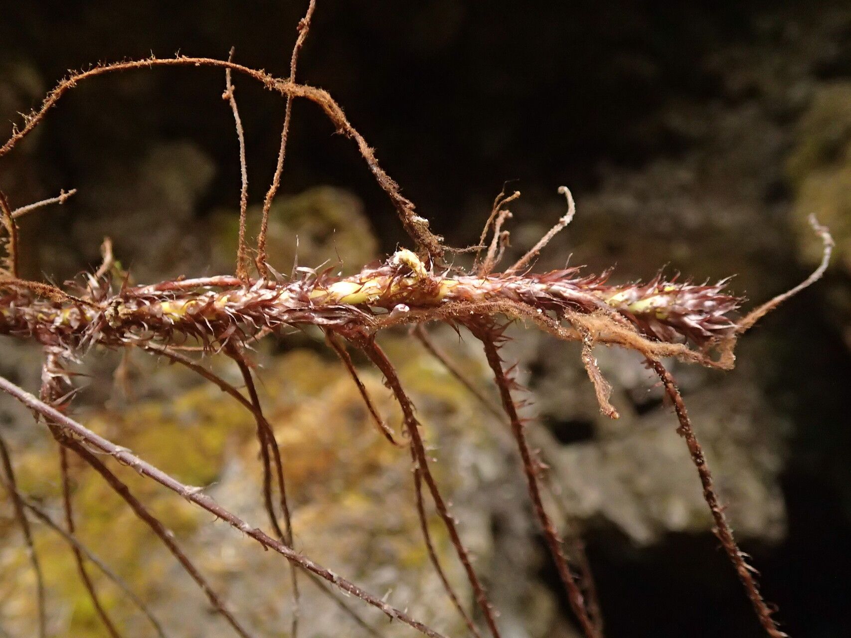Asplenium uhligii other