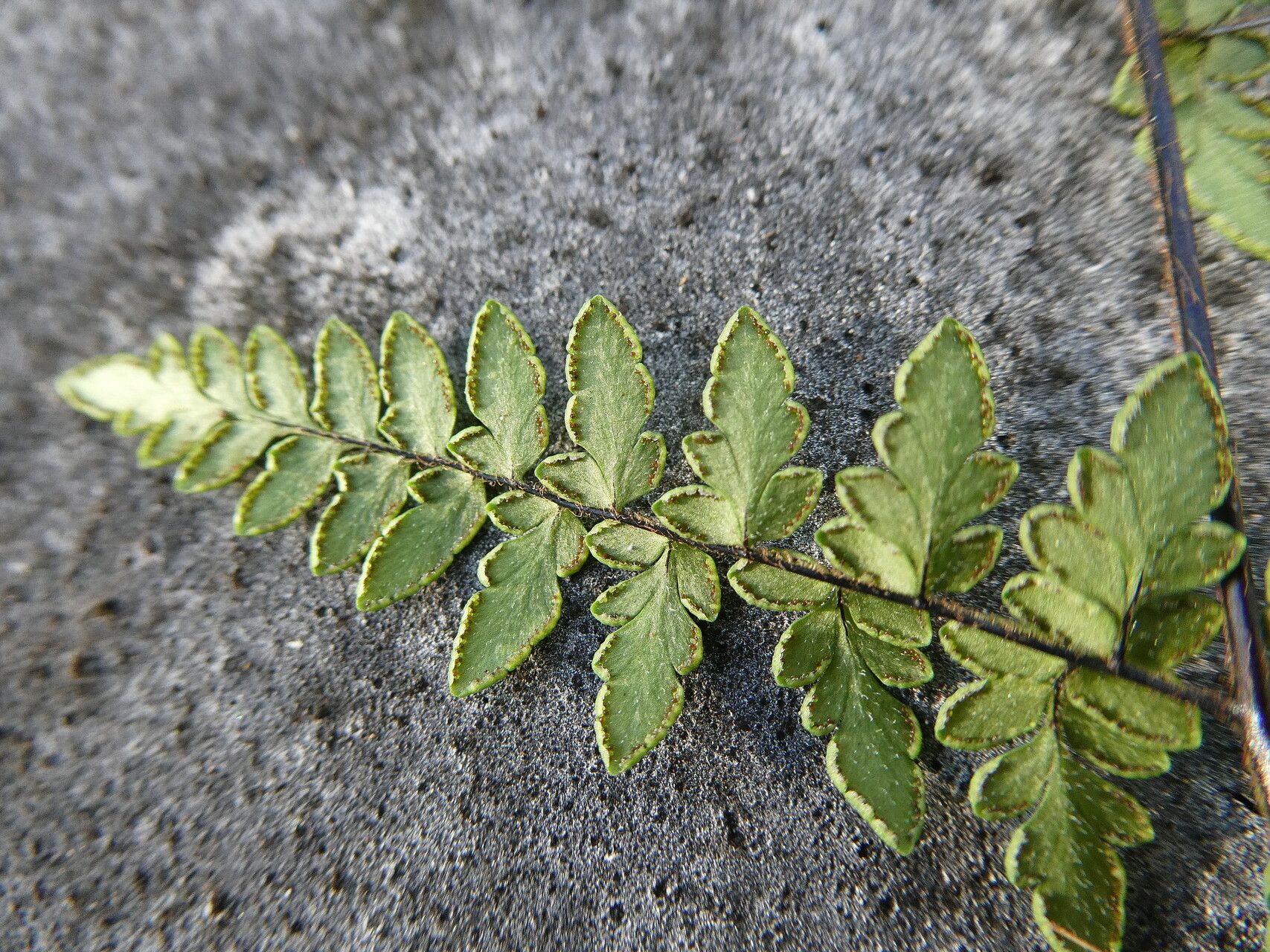 Myriopteris microphylla leaf