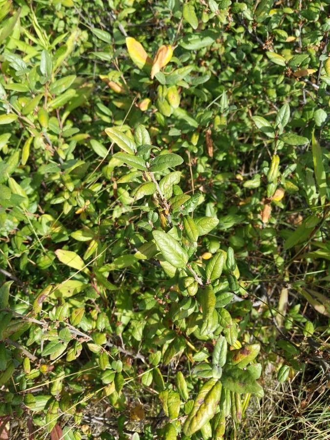 Shepherdia canadensis — related species from the same genus