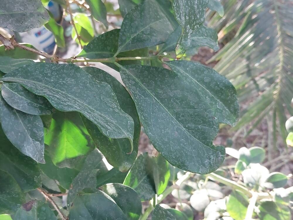 Coffea zanguebariae leaf