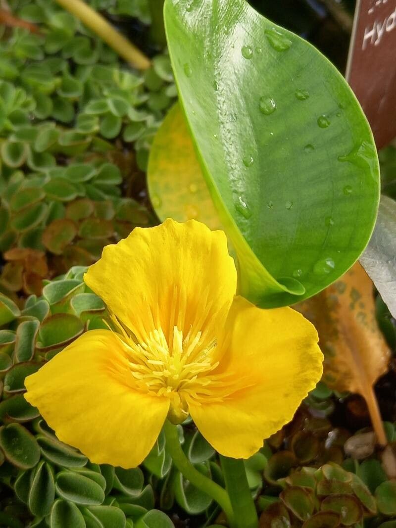 Hydrocleys martii flower