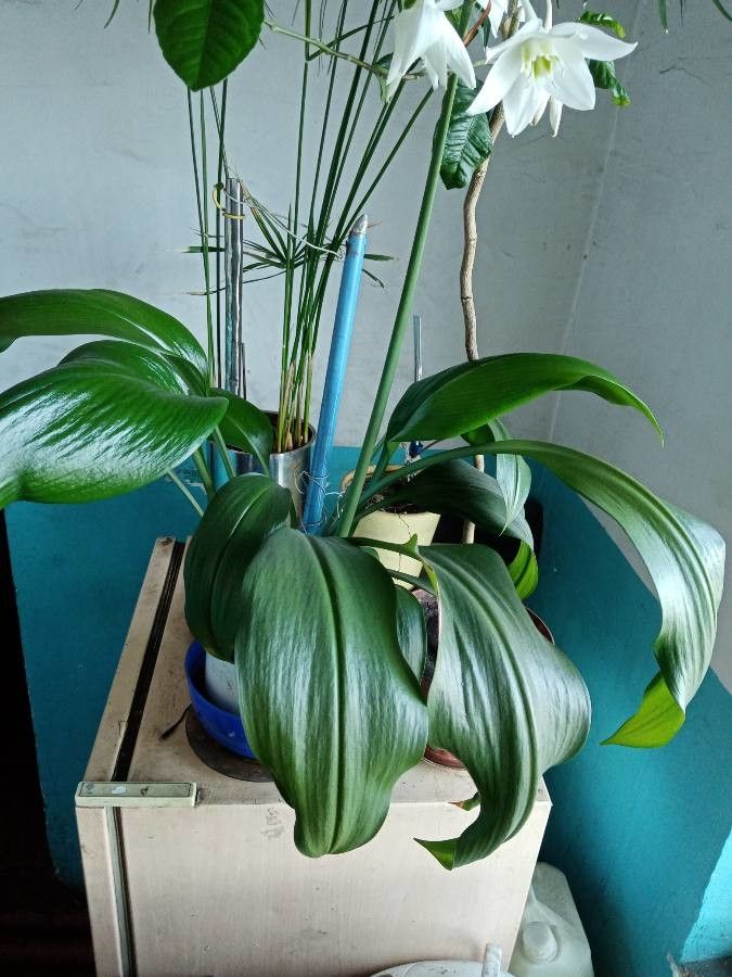 Eucharis × grandiflora bark