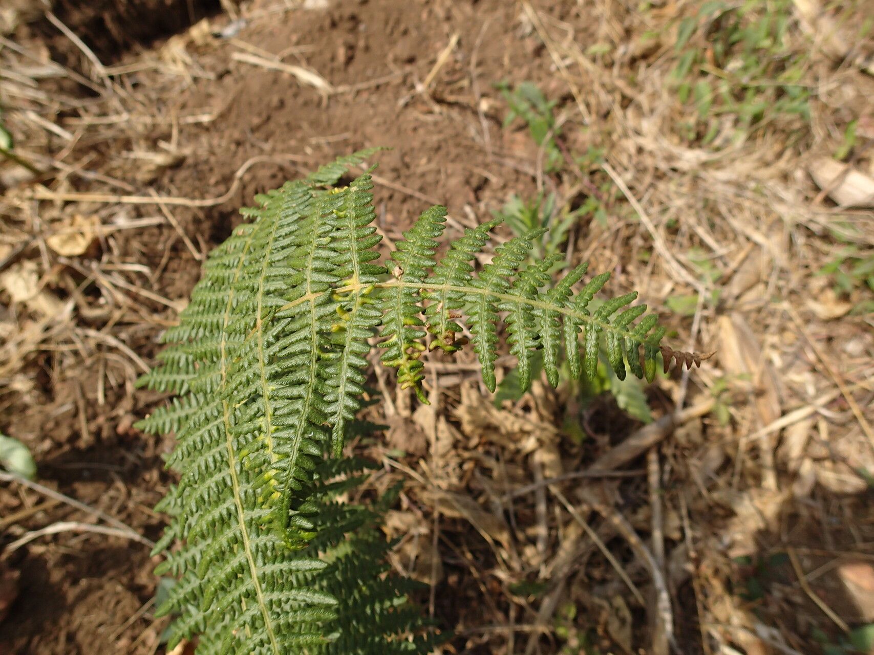 Pteridium capense