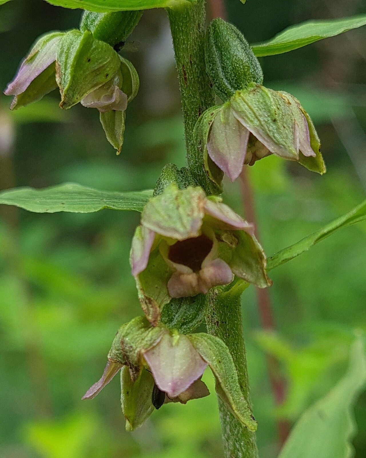 Epipactis × stephensonii — search result for 'Epipactis'
