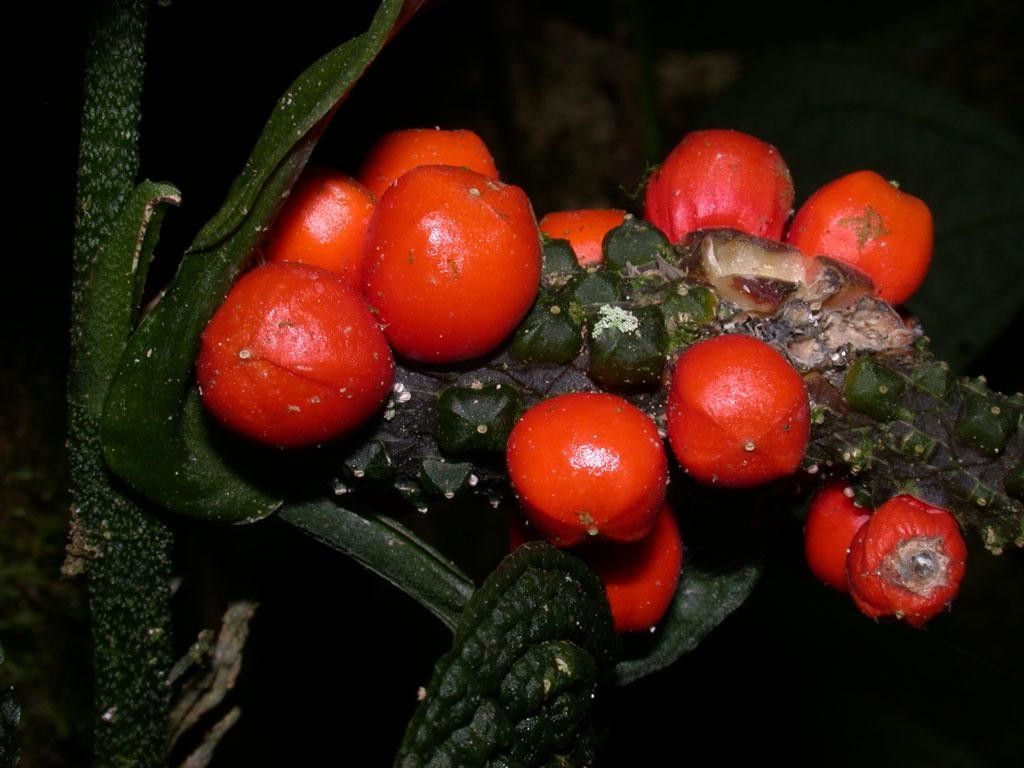 Anthurium clidemioides fruit