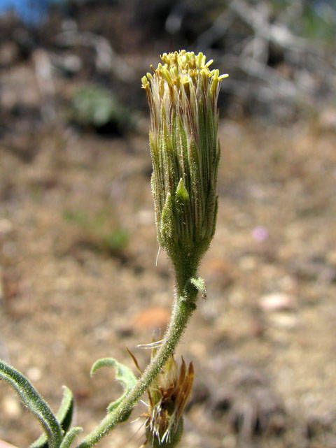 Brickellia oblongifolia — houseplant care guide