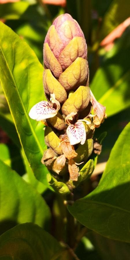 Justicia ventricosa flower
