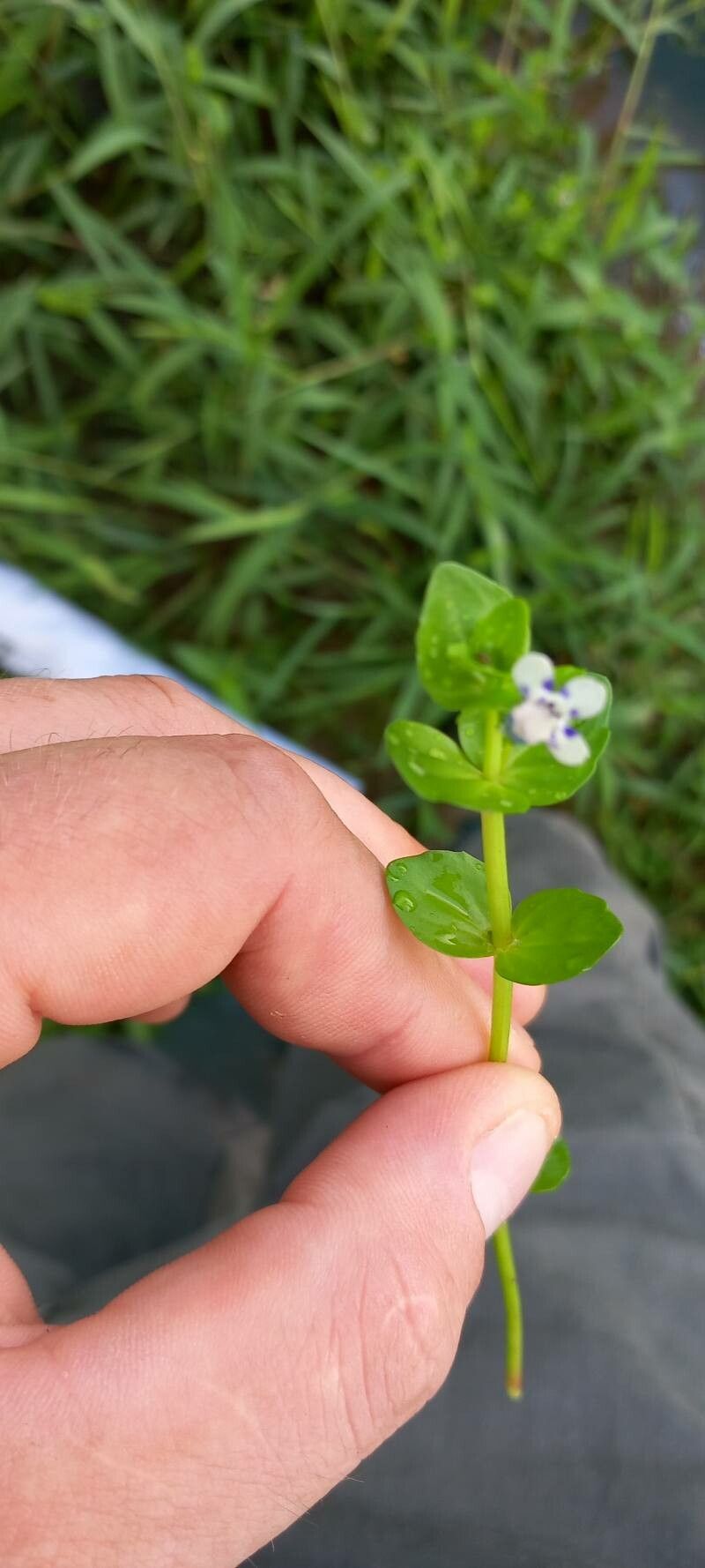 Lindernia microcalyx — houseplant care guide