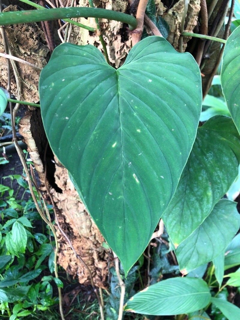 Philodendron brunneicaule leaf