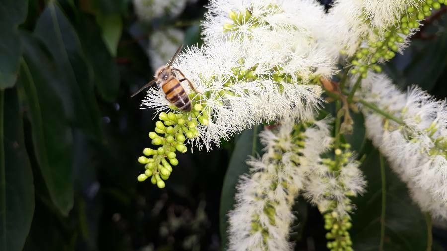 Inga pezizifera flower