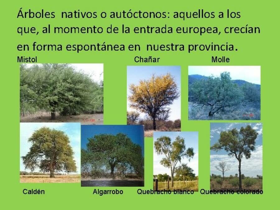 Schinopsis balansae bark