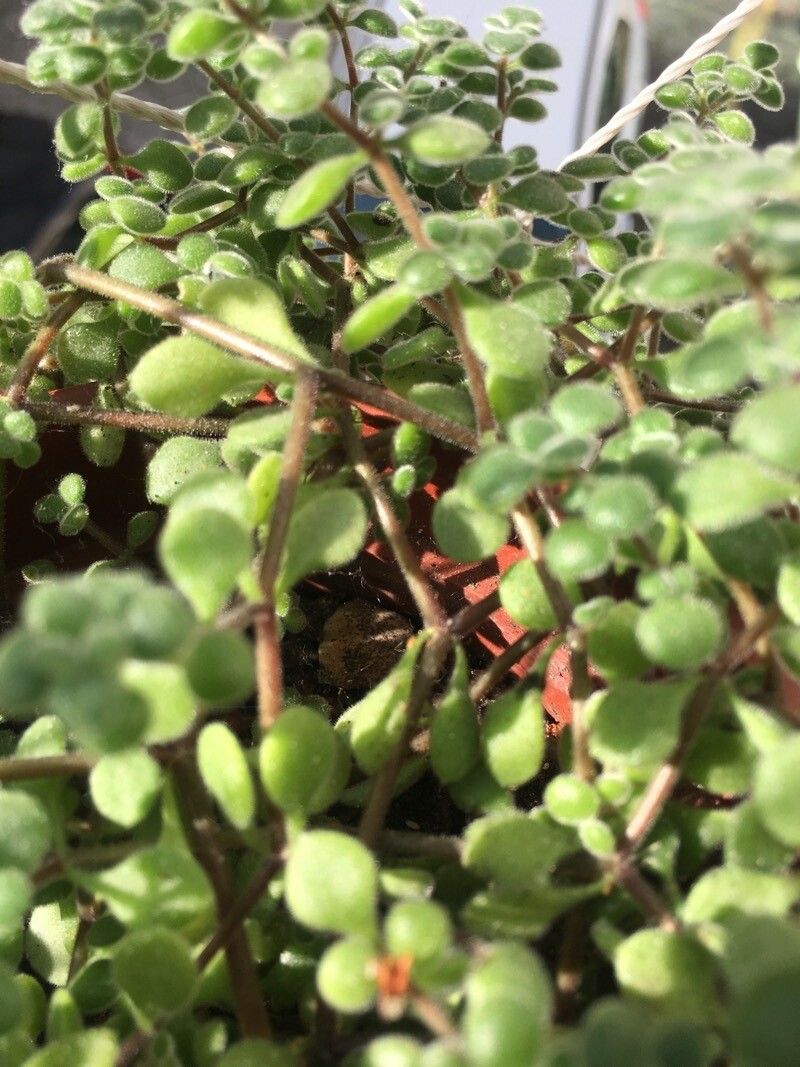Crassula expansa bark