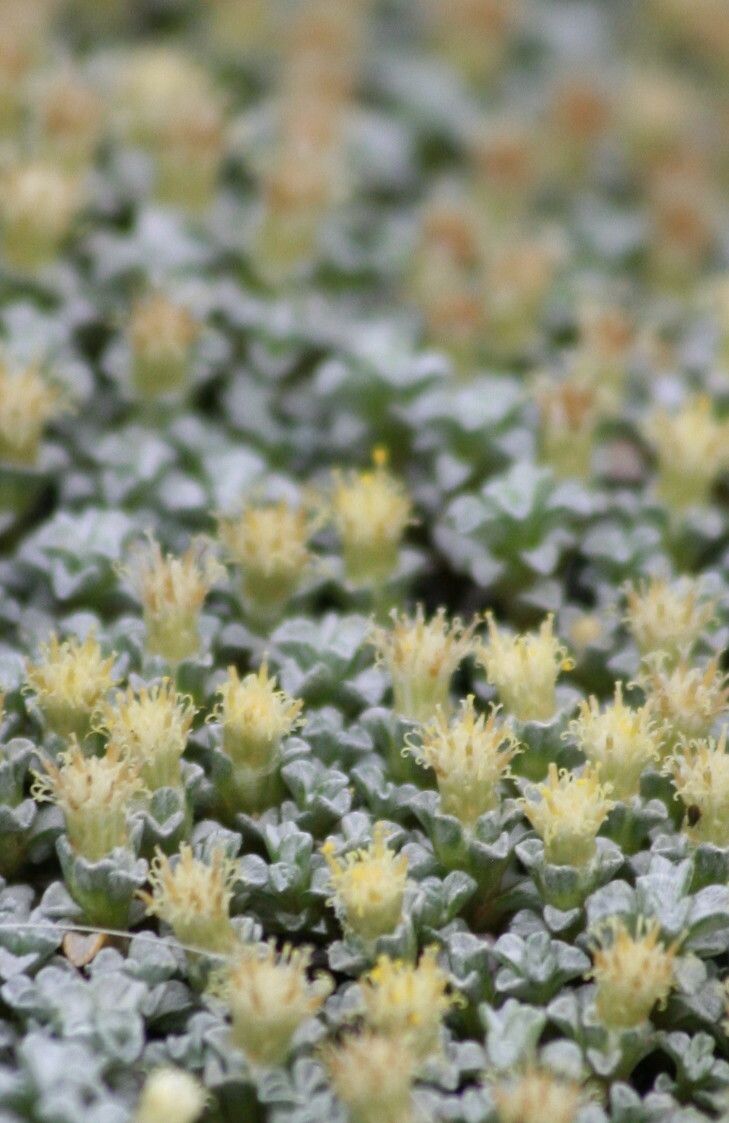 Raoulia australis flower