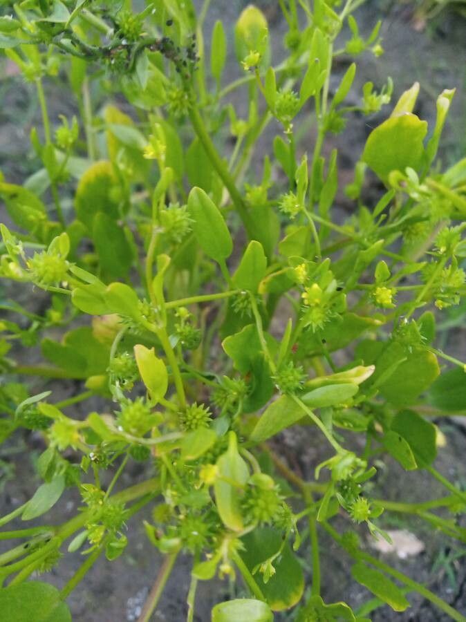 Ranunculus lateriflorus — houseplant care guide