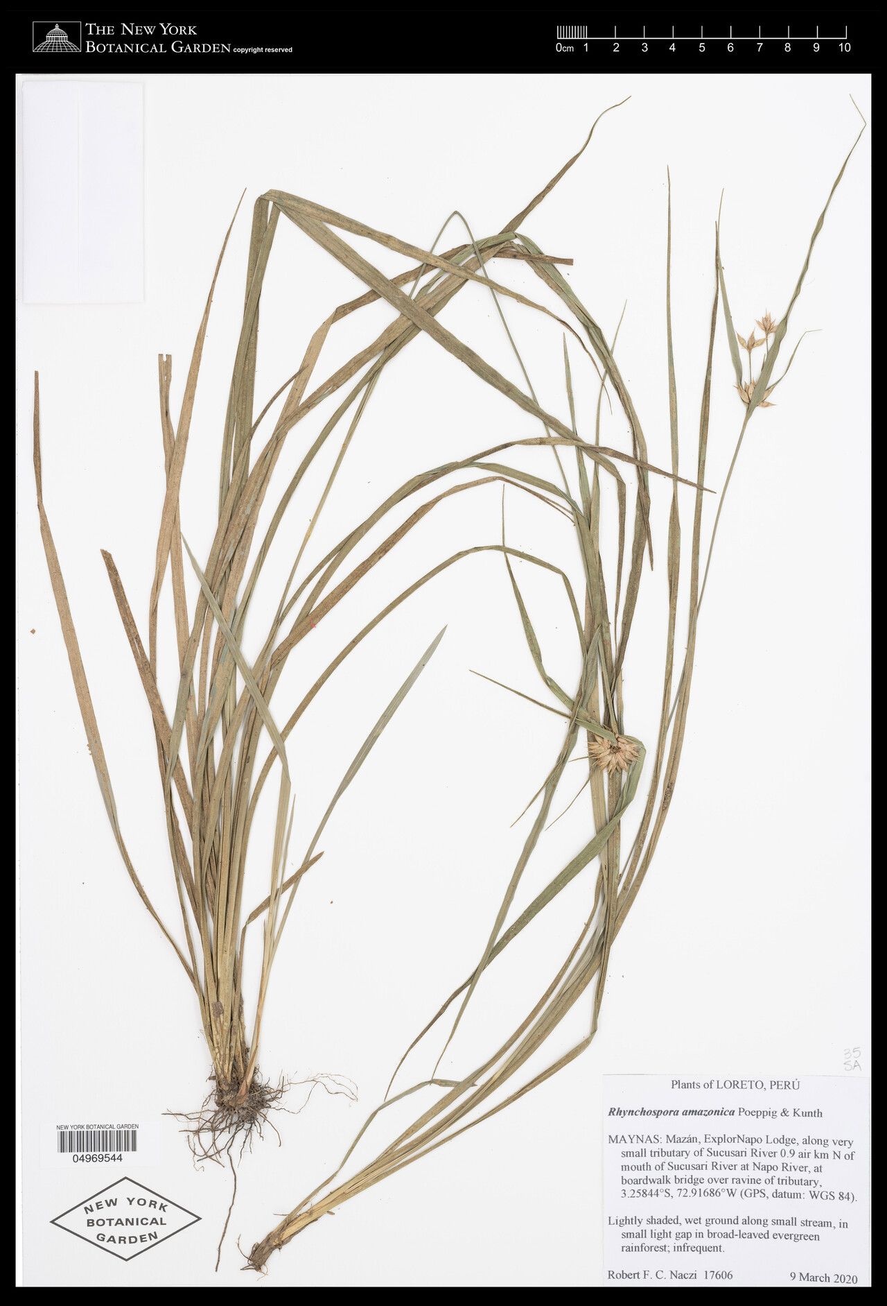 Rhynchospora amazonica other