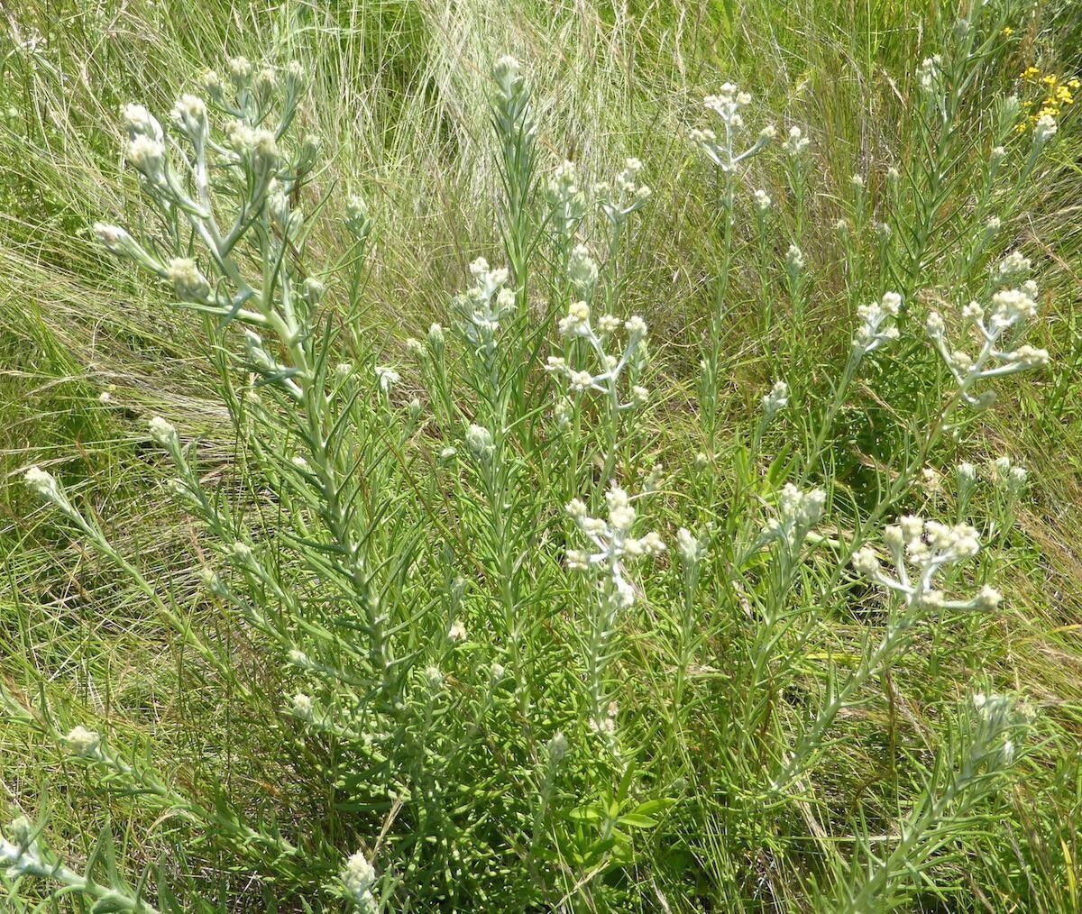 Pseudognaphalium oligandrum habit