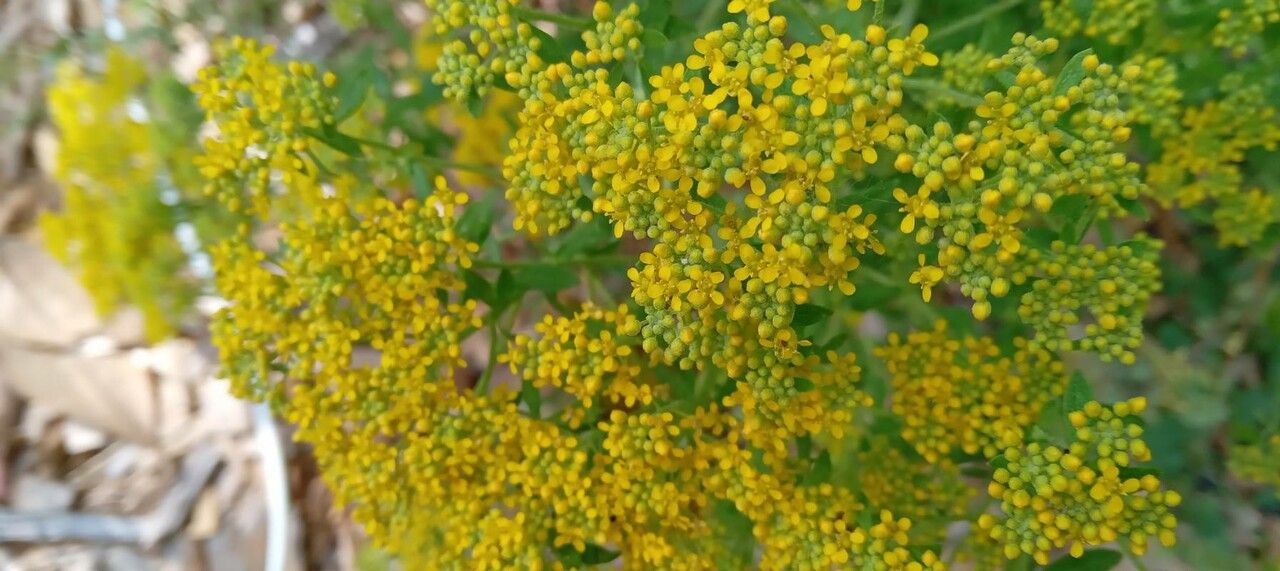 Alyssum argenteum flower