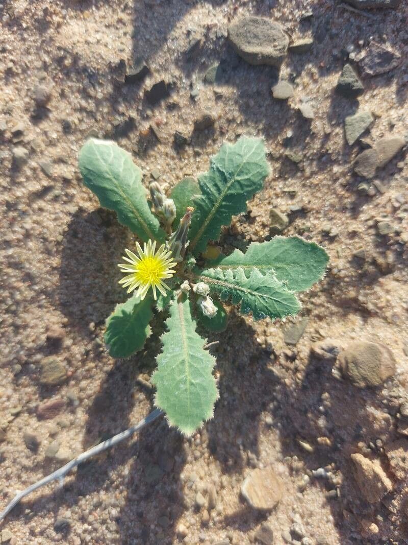 Launaea capitata — related species from the same genus