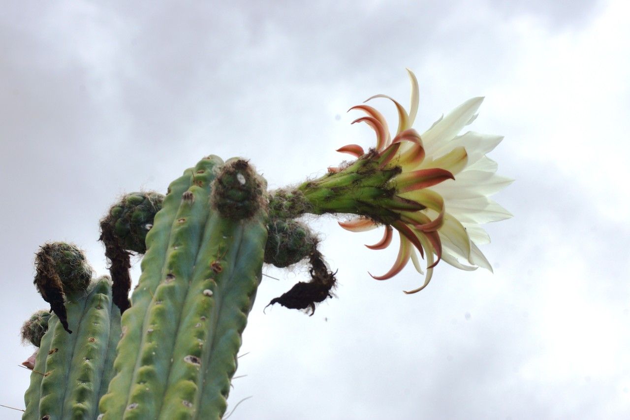 Trichocereus bridgesii — plants for gifts houseplant