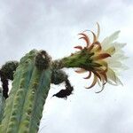 Trichocereus bridgesii