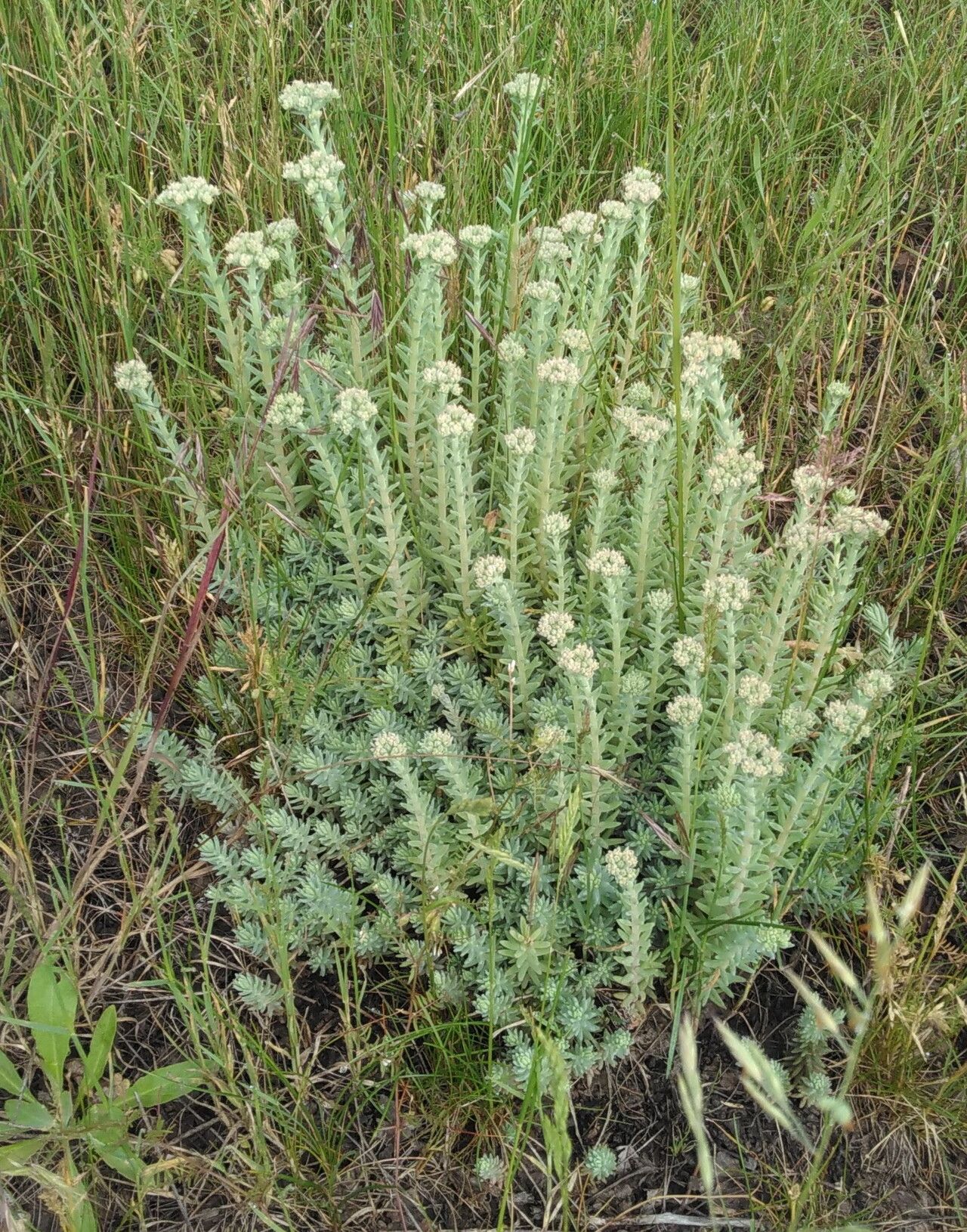 Petrosedum orientale habit