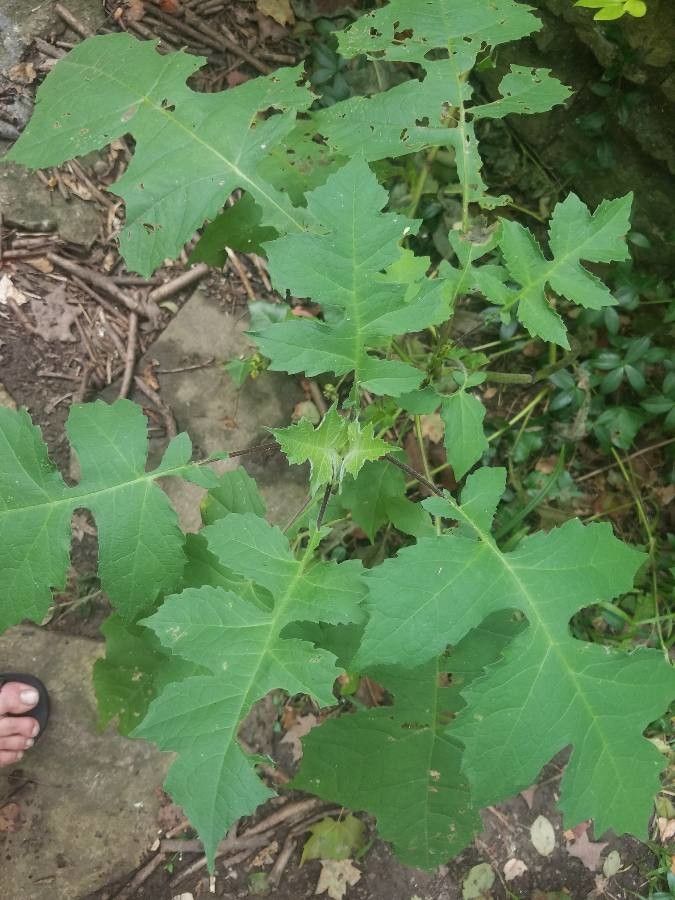 Polymnia canadensis habit