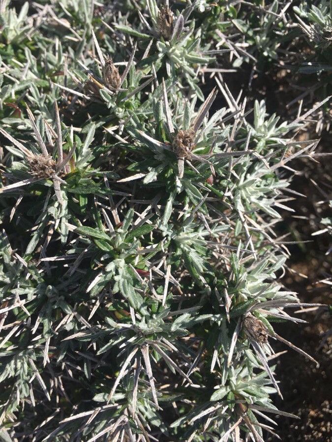 Centaurea horrida — houseplant care guide