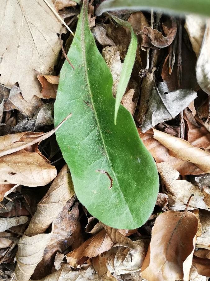 Crepis praemorsa — search result for 'Crepis'