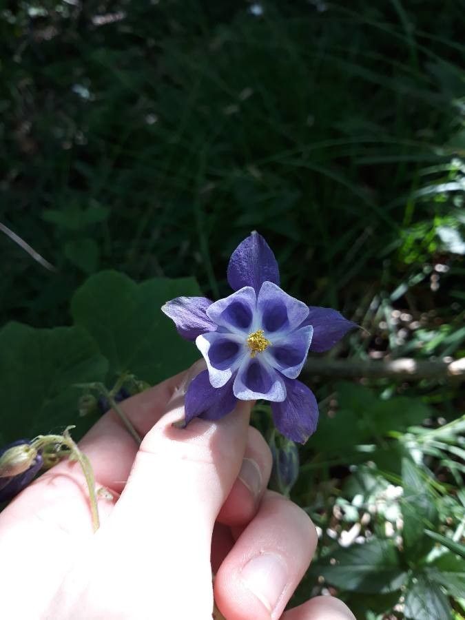 Aquilegia viscosa flower