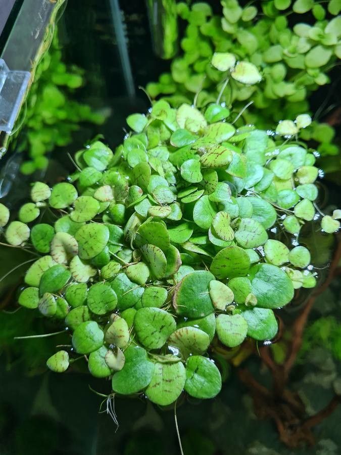 Phyllanthus fluitans — search result for 'Phyllanthaceae'