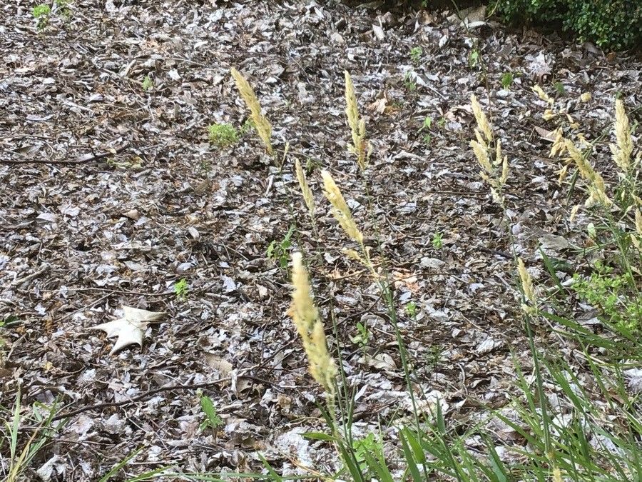 Holcus lanatus fruit