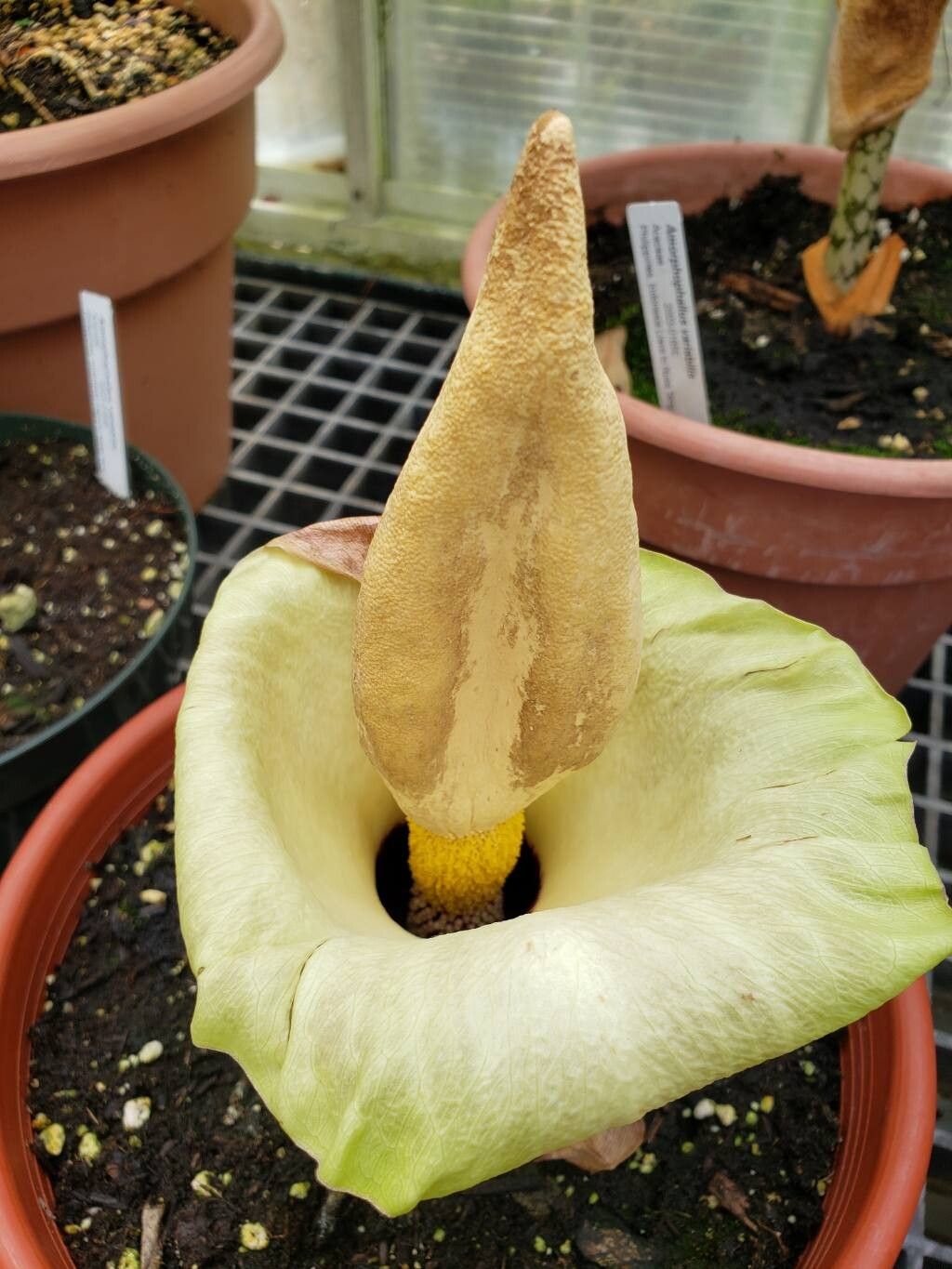 Amorphophallus prainii flower