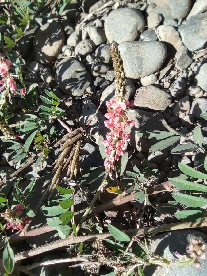 Indigofera spicata flower