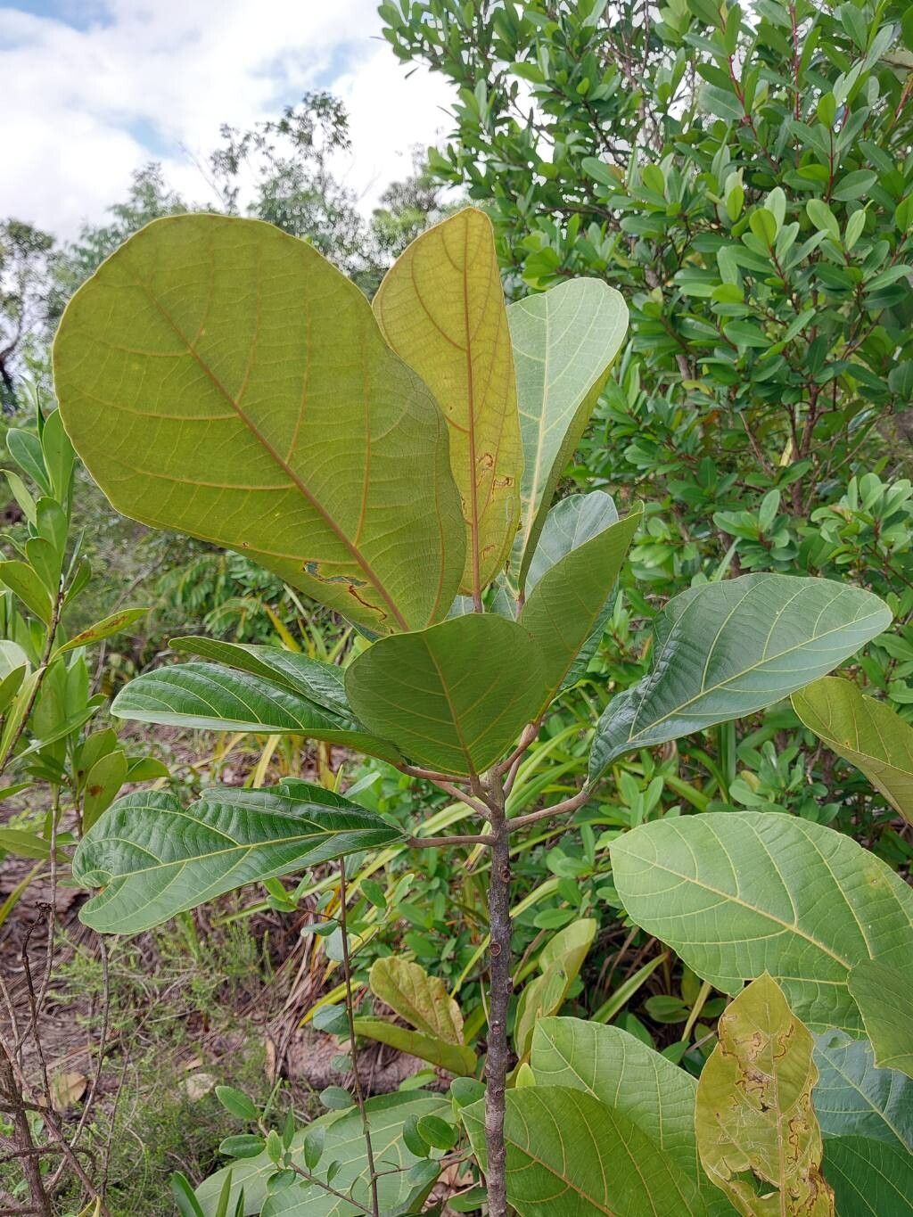 Macaranga obovata other