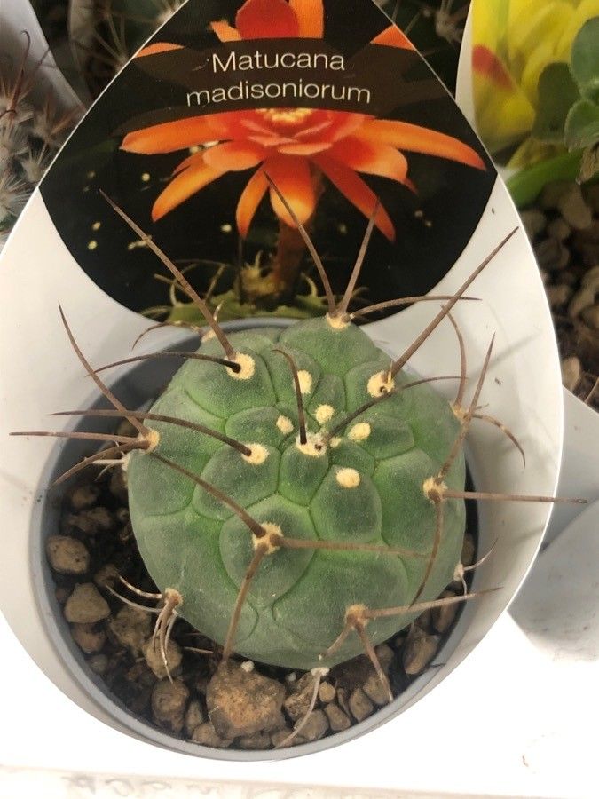 Matucana madisoniorum — houseplant care guide